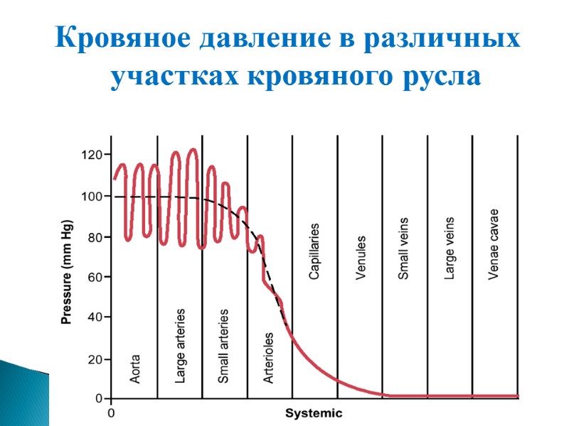 Кровяное давление в различных участках кровяного русла